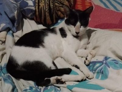 3 Gatos (Adoção Urgente)