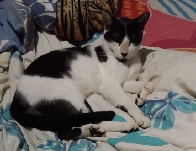 3 Gatos (Adoção Urgente)