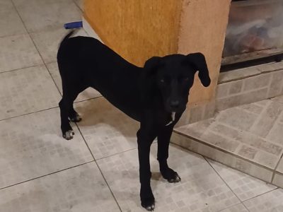 Pretinha (Adoção Urgente)