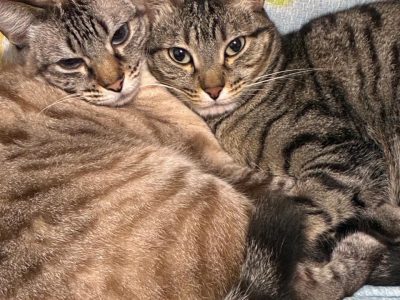 2 Gatos (Adoção Urgente)