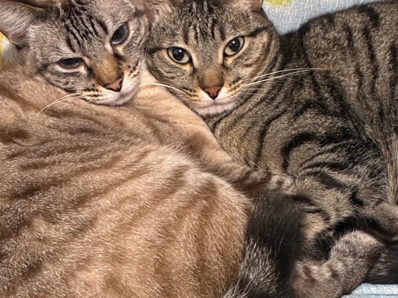 2 Gatos (Adoção Urgente)