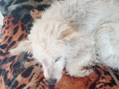 Poodle (Adoção Urgente)