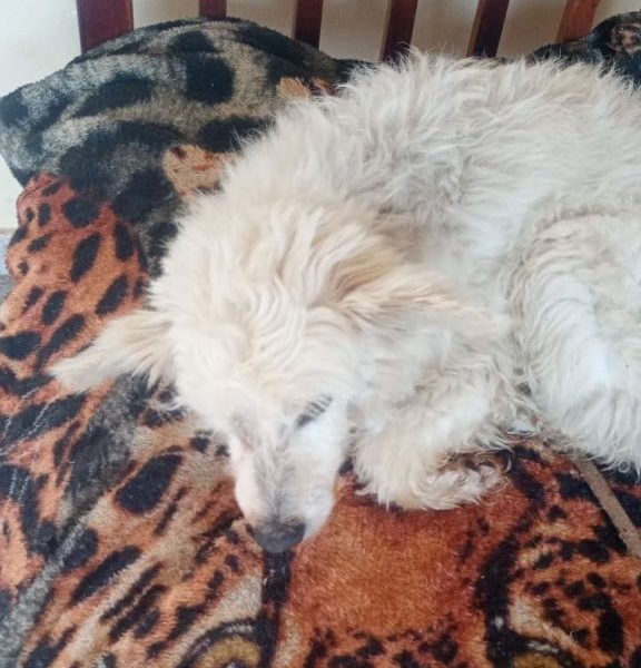 Poodle (Adoção Urgente)