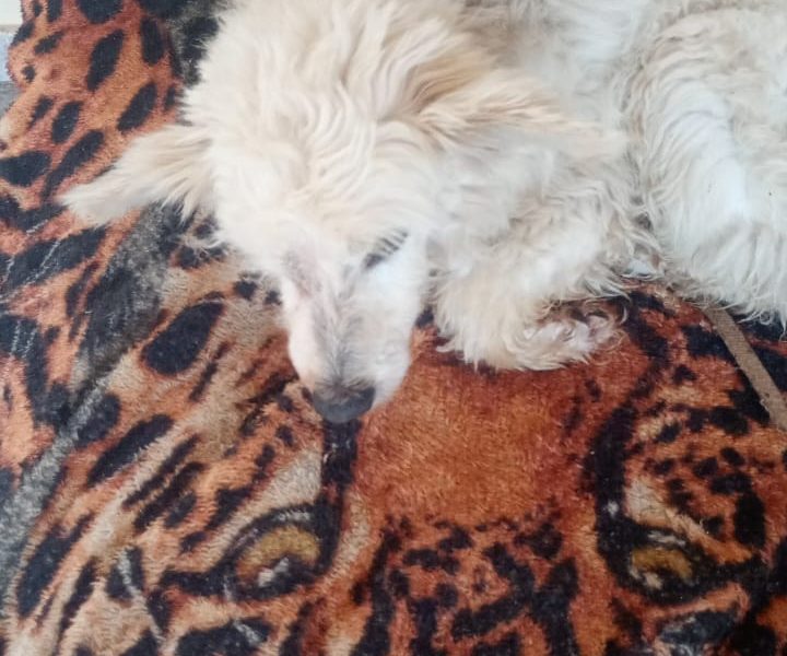 Poodle (Adoção Urgente)