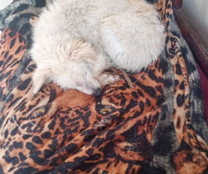 Poodle (Adoção Urgente)