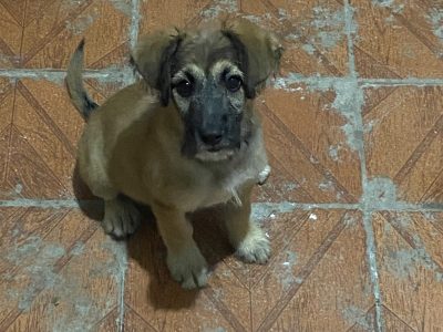 Filhote (Adoção Urgente)