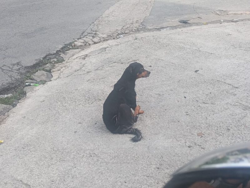 Kyra (Adoção Urgente)
