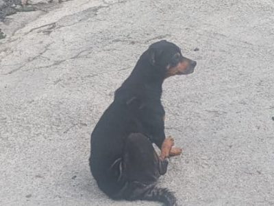 Kyra (Adoção Urgente)