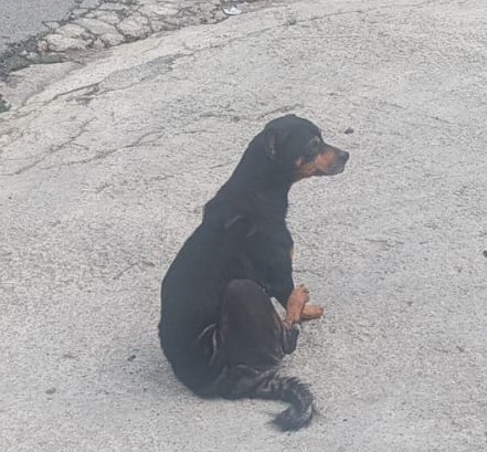 Kyra (Adoção Urgente)
