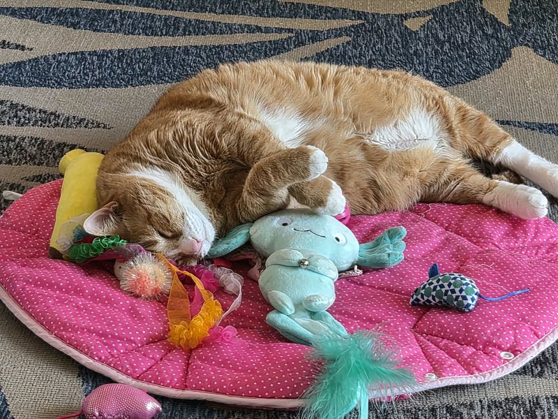 Simba (Adoção Urgente)