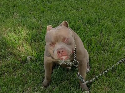 Pitbull (Adoção Urgente)