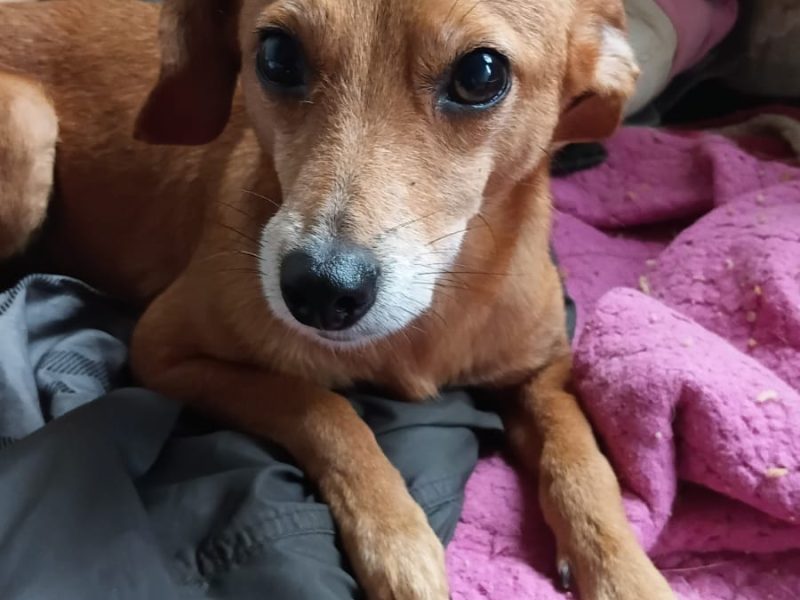 3 Cães (Adoção Urgente)