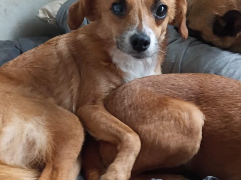 3 Cães (Adoção Urgente)