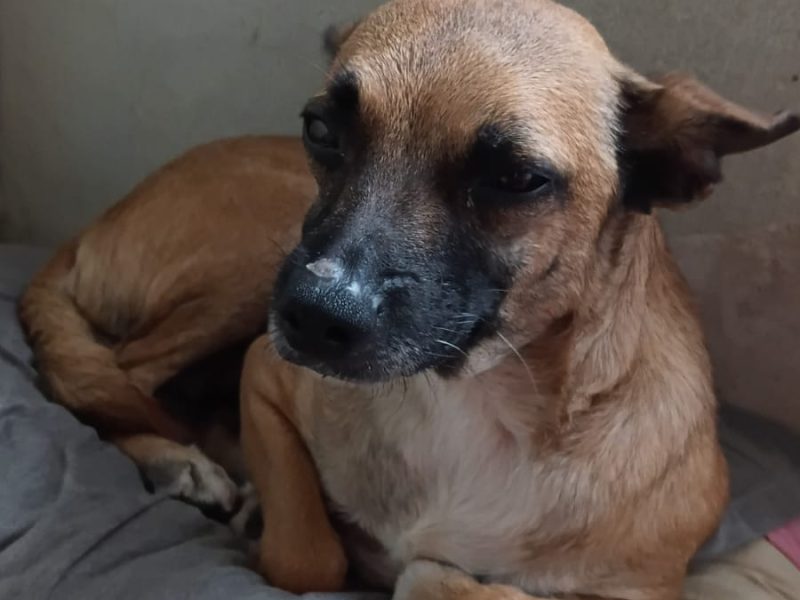 3 Cães (Adoção Urgente)
