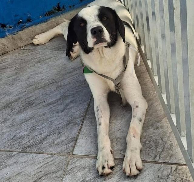 Pipoca (Adoção Urgente)