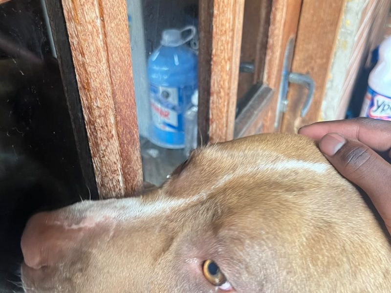 Pitbull (Adoção Urgente)