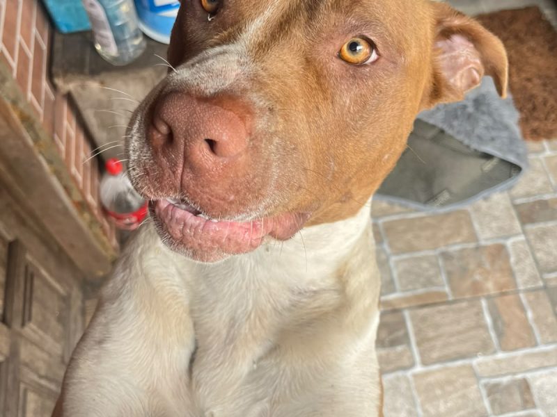 Pitbull (Adoção Urgente)