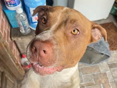 Pitbull (Adoção Urgente)