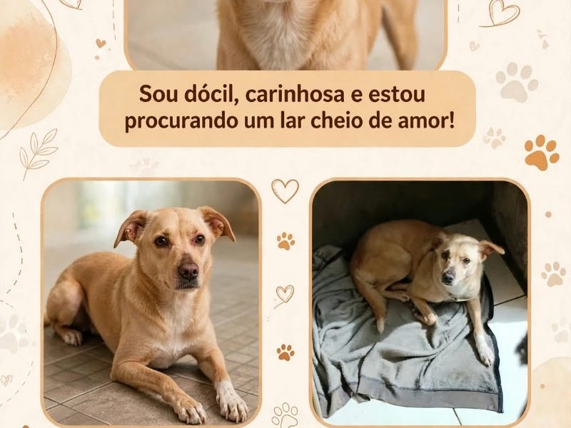 July (Adoção Urgente)