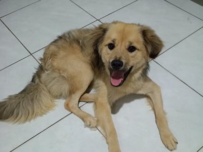 Pipoca (Adoção Urgente)