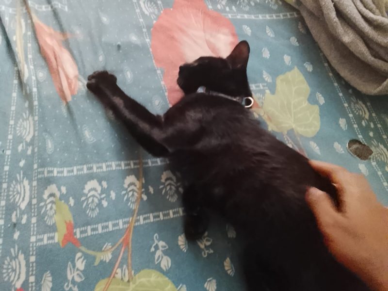 Nala (Adoção Urgente)