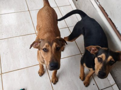 2 Cães (Adoção Urgente)