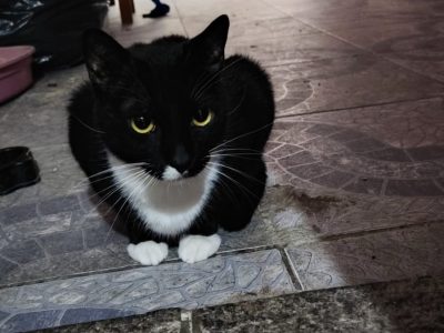 3 Gatos (Adoção Urgente)