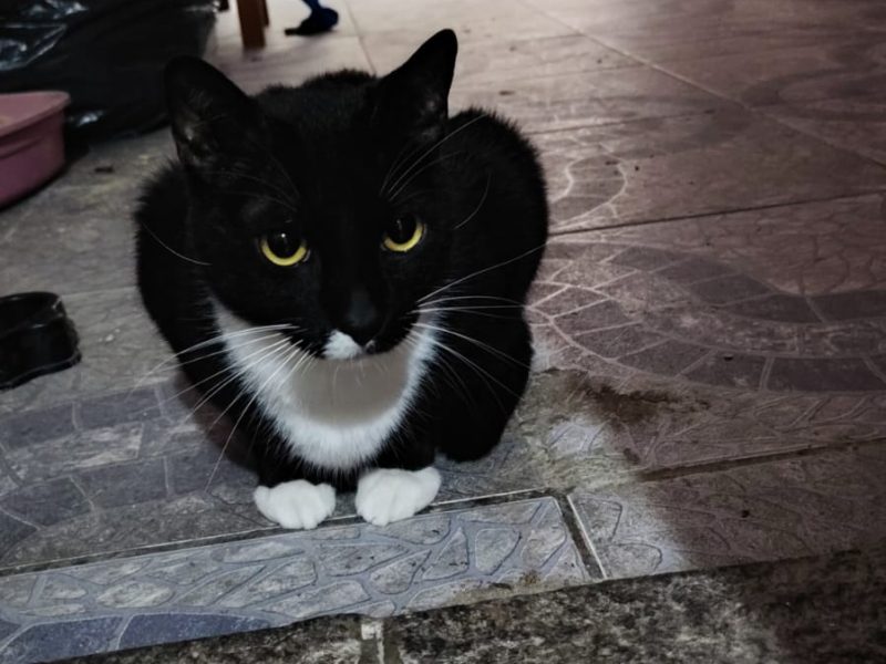 3 Gatos (Adoção Urgente)