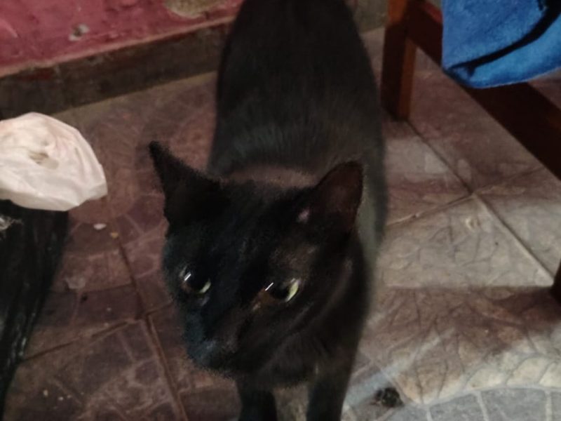 3 Gatos (Adoção Urgente)
