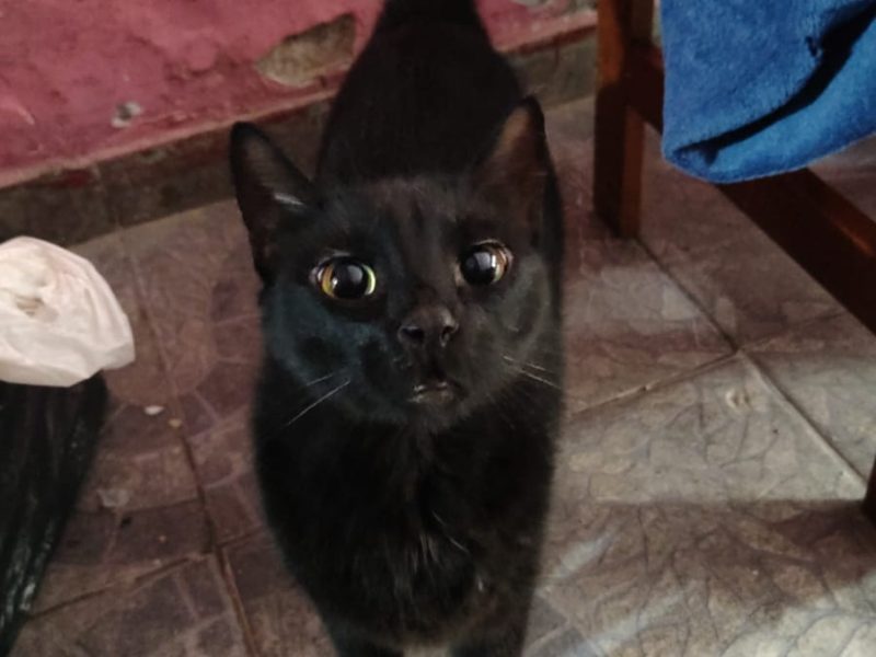 3 Gatos (Adoção Urgente)