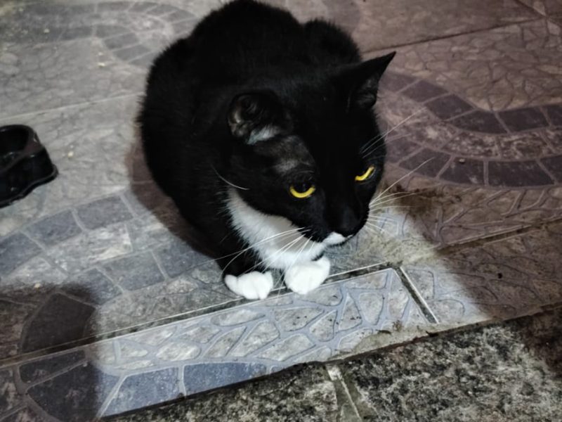3 Gatos (Adoção Urgente)