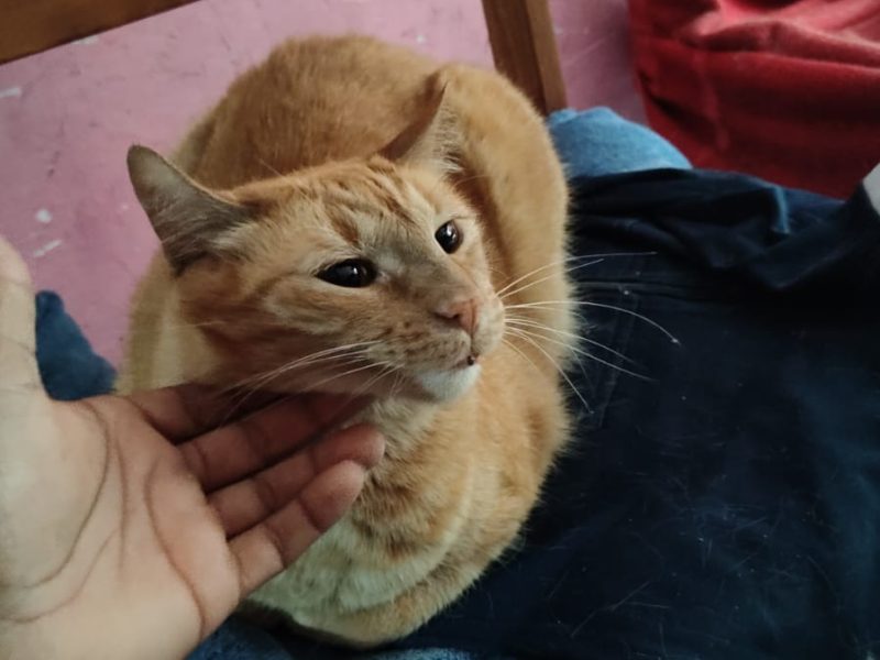 3 Gatos (Adoção Urgente)