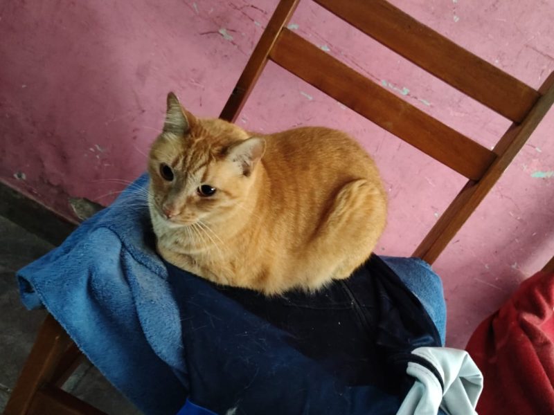 3 Gatos (Adoção Urgente)