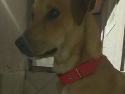 Bidú (Adoção Urgente)