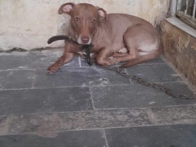 Porte M (Adoção Urgente)