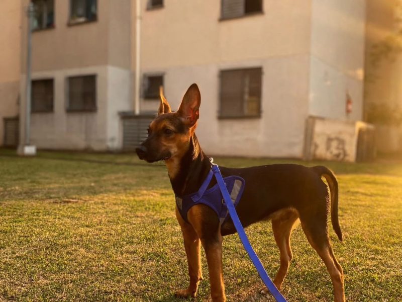 Macho (Adoção Urgente)