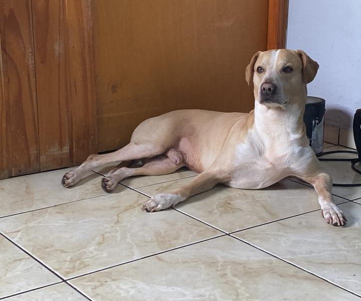 Porte M (Adoção Urgente)