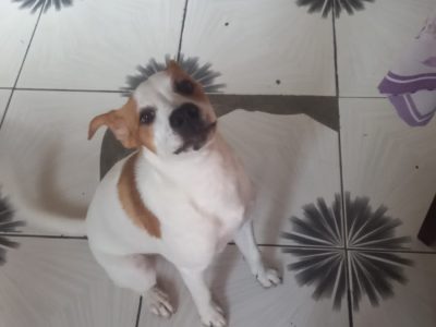 Porte P/M (Adoção Urgente)