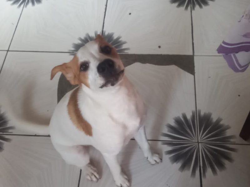 Porte P/M (Adoção Urgente)