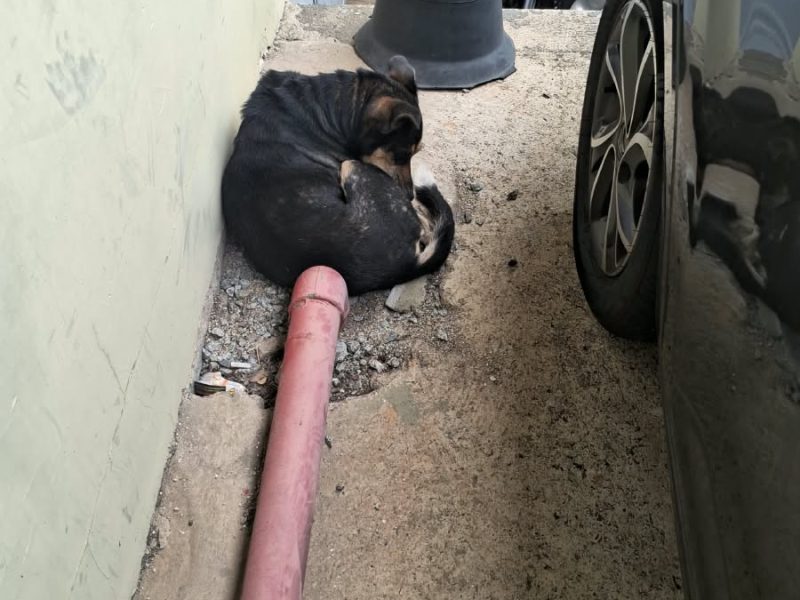 Porte M (Adoção Urgente)
