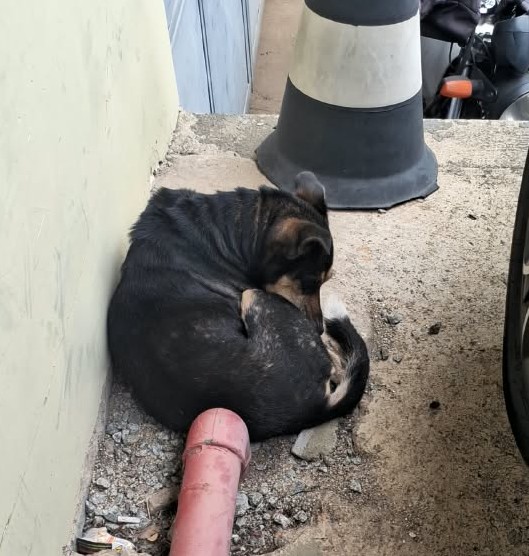Porte M (Adoção Urgente)