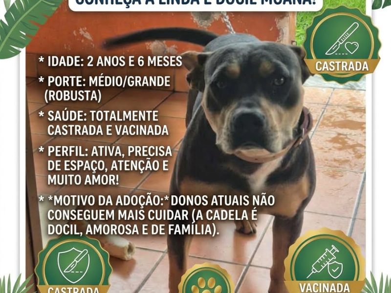 Moana (Adoção Urgente)