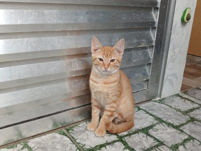 Gatos (Adoção Urgente)