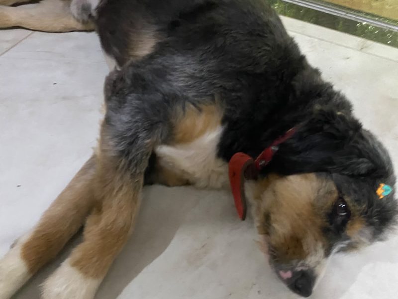 Charlie (Animal Perdido)