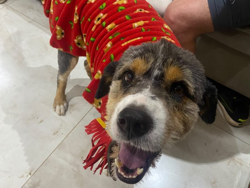 Charlie (Animal Perdido)