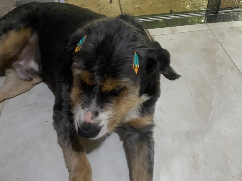 Charlie (Animal Perdido)