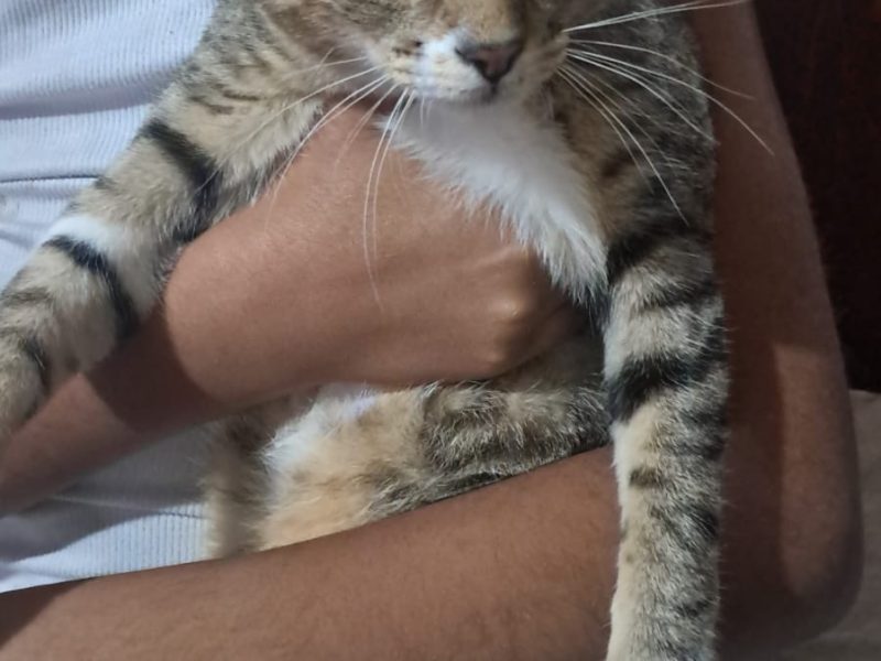 2 Gatos (Adoção Urgente)