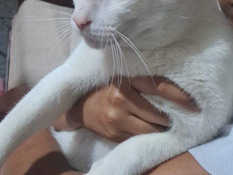 2 Gatos (Adoção Urgente)