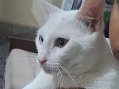 2 Gatos (Adoção Urgente)