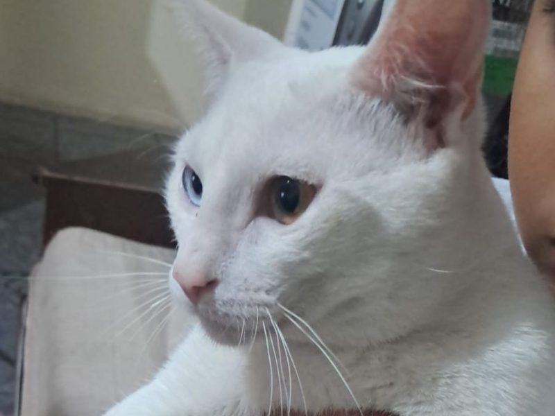 2 Gatos (Adoção Urgente)